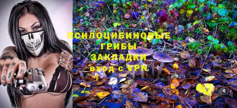 дарк нет клад  Череповец  Псилоцибиновые грибы MAGIC MUSHROOMS 